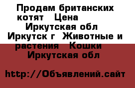 Продам британских котят › Цена ­ 3 000 - Иркутская обл., Иркутск г. Животные и растения » Кошки   . Иркутская обл.